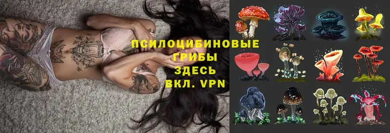 Галлюциногенные грибы MAGIC MUSHROOMS  купить наркотики сайты  Вихоревка 